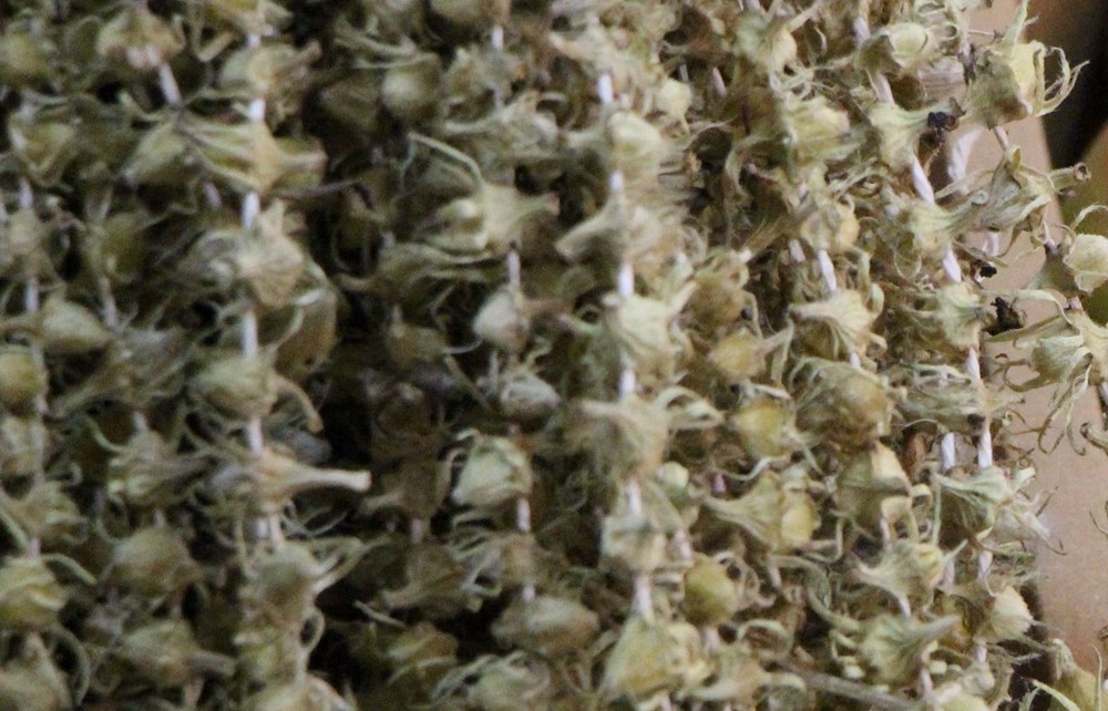 Altından Daha Değerli: Halkın "Sarı Altını", Geceleri Bile Rağbet Görüyor 76 x5AY3Xn9RUK2Jw4Yp X3Ig