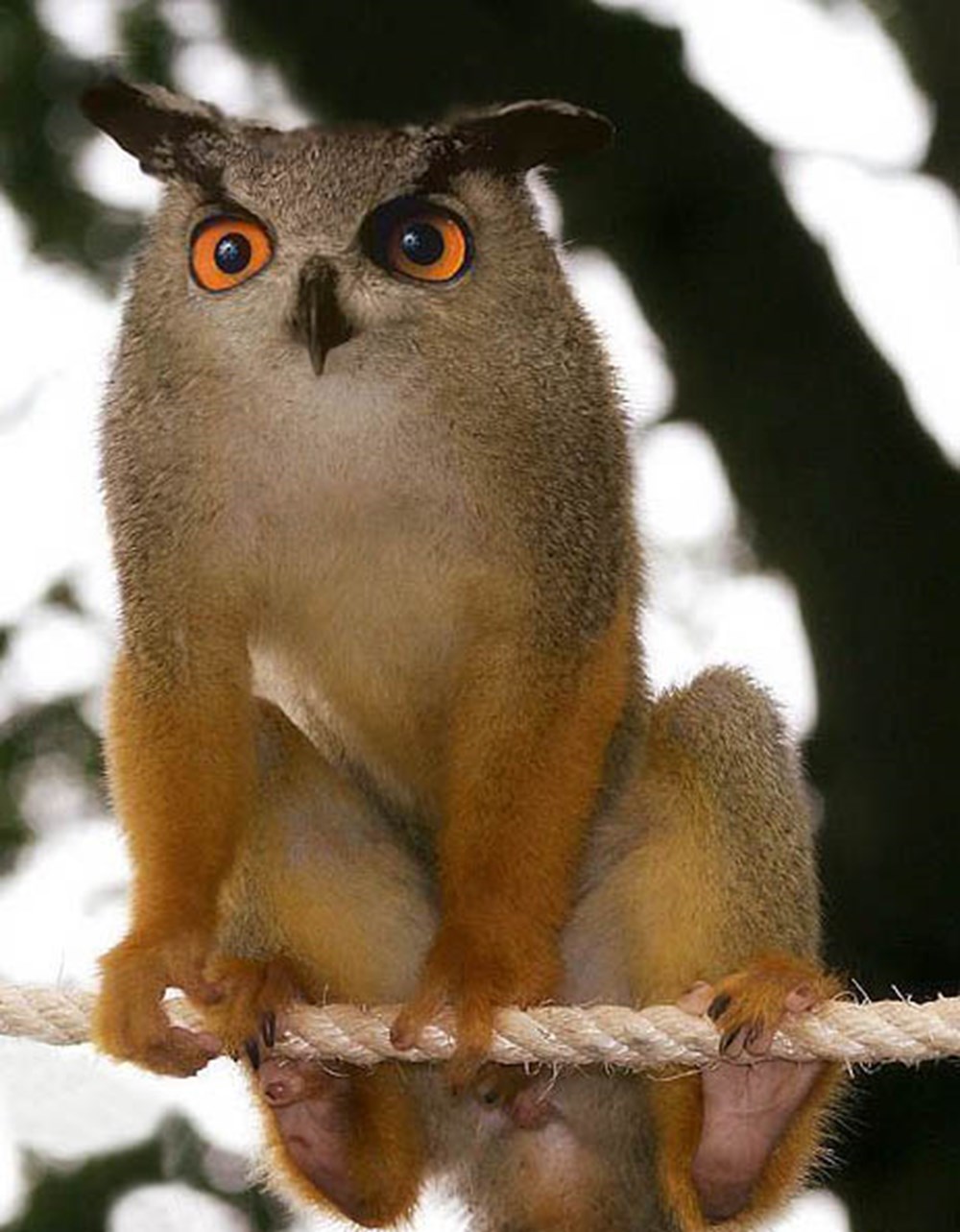 Животное которое не существует в природе