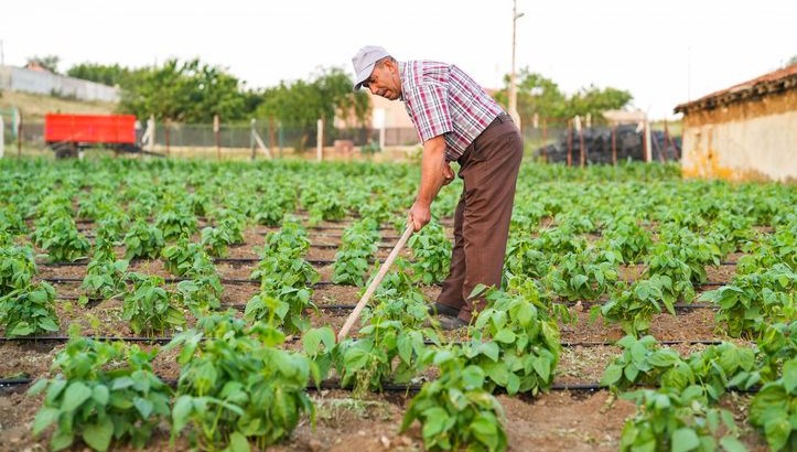 Aralık ayının en pahalı sebzesi oldu