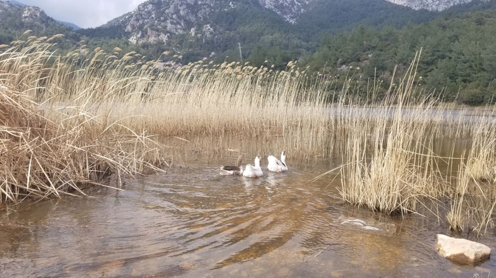 Marmara Gölü kuruyunca göçmen kuşların rotası değişti - 4