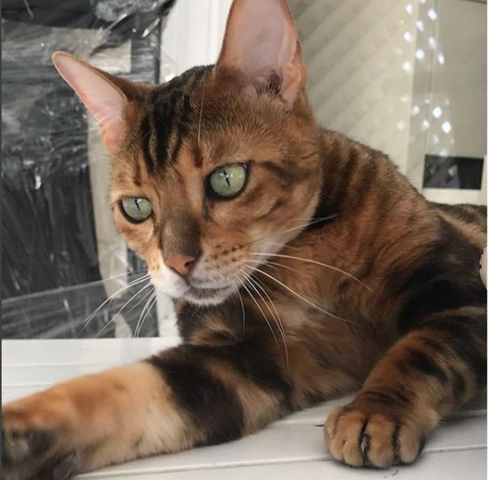 Ayhan Sicimoğlu'nun Instagram fenomeni kedisi 'Shere-Khan' öldü - 1