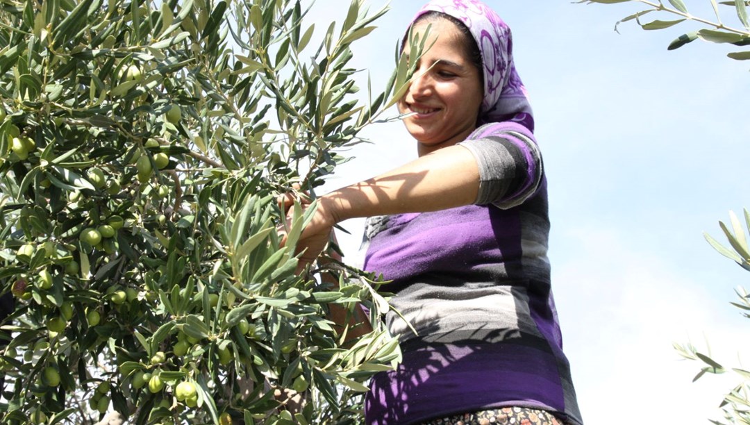 Sofralık zeytin ihracatında Türkiye'den tarihi rekor! Büyük ülkelerden talep yağdı