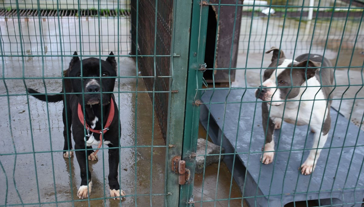 Edirne'de 'yasaklı ırk' köpekler için barınakta yer kalmadı