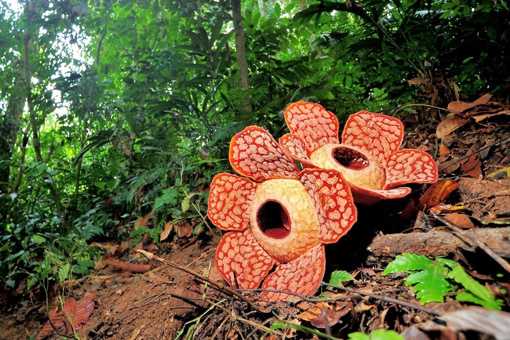 Dünyanın en büyüğü: Endonezya’da ceset çiçeği olarak da
bilinen 'Rafflesia arnoldii' açtı - 19
