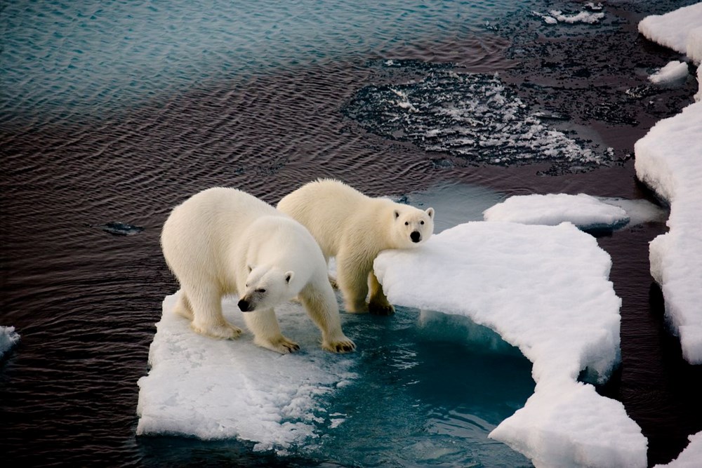 Bilim insanlarından umutlandıran keşif: İklim değişikliğine adapte olmayı başaran bir kutup ayısı topluluğu keşfedildi - 5