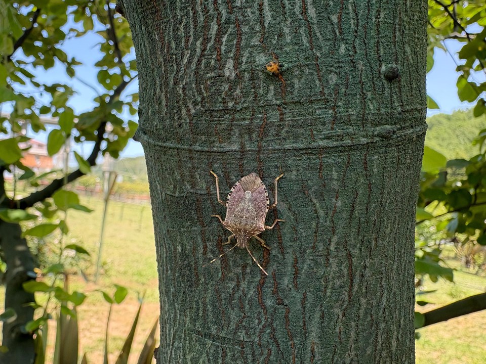 İstanbul'da yayılmaya başladı, yetkililer harekete geçti: 10 bin arı doğaya salındı - 2