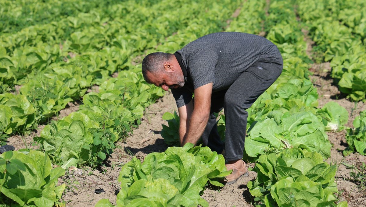 15 gün erken başladı: Tarlada 25, manavda 70 TL