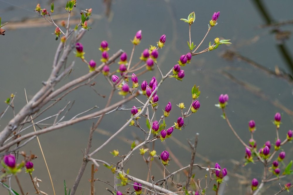 Nisan Esintisi: Sözcüklerle Uyanan Bahar 76