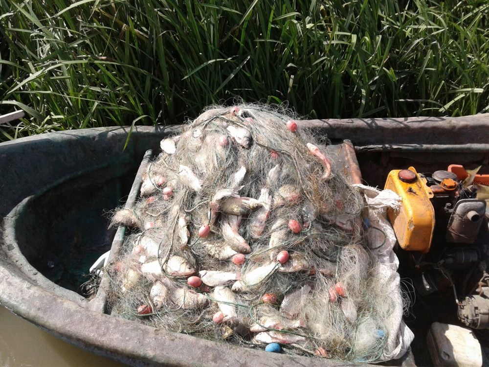 Yeşilırmak ve Kızılırmak’ta 'İsrail sazanı' tehdidi - 2