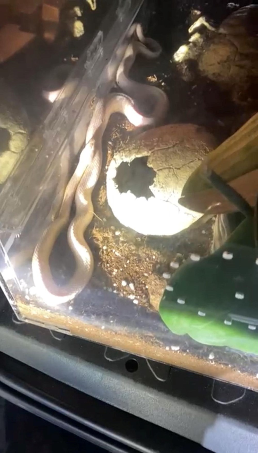 Devriye takımları neye uğradığını şaşırdı: Aracın art koltuğundan zehirli yılanlar çıktı 74