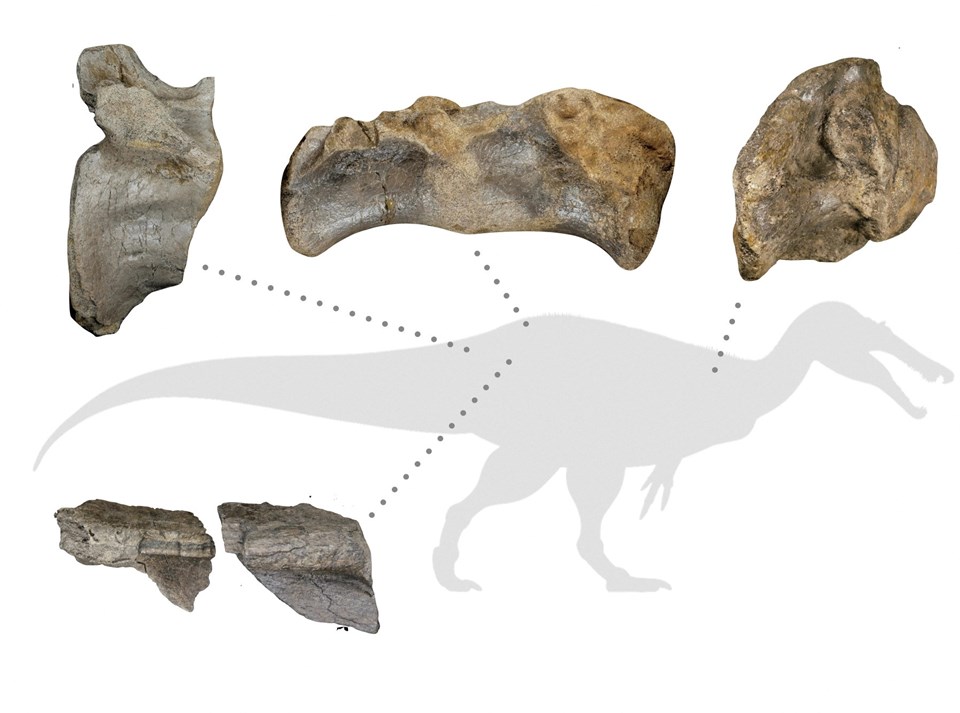 Avrupa'nın "gelmiş geçmiş en büyük ​​kara dinozoru" fosili İngiltere'de bulundu - 1