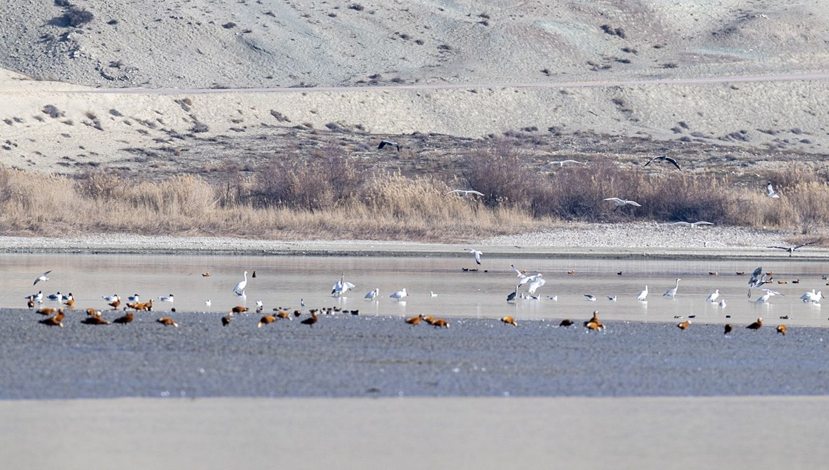 Ankara'da mola veren göçmen su kuşlarından yansıyan görüntüler