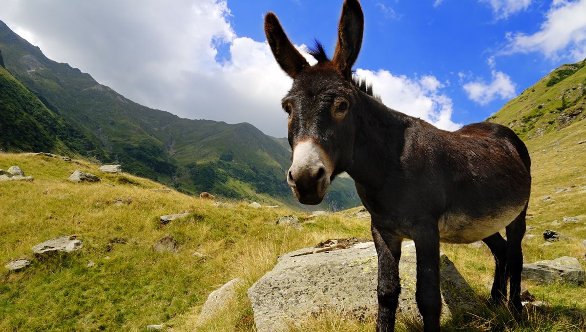 Rüyada eşek görmek ne anlama gelir?