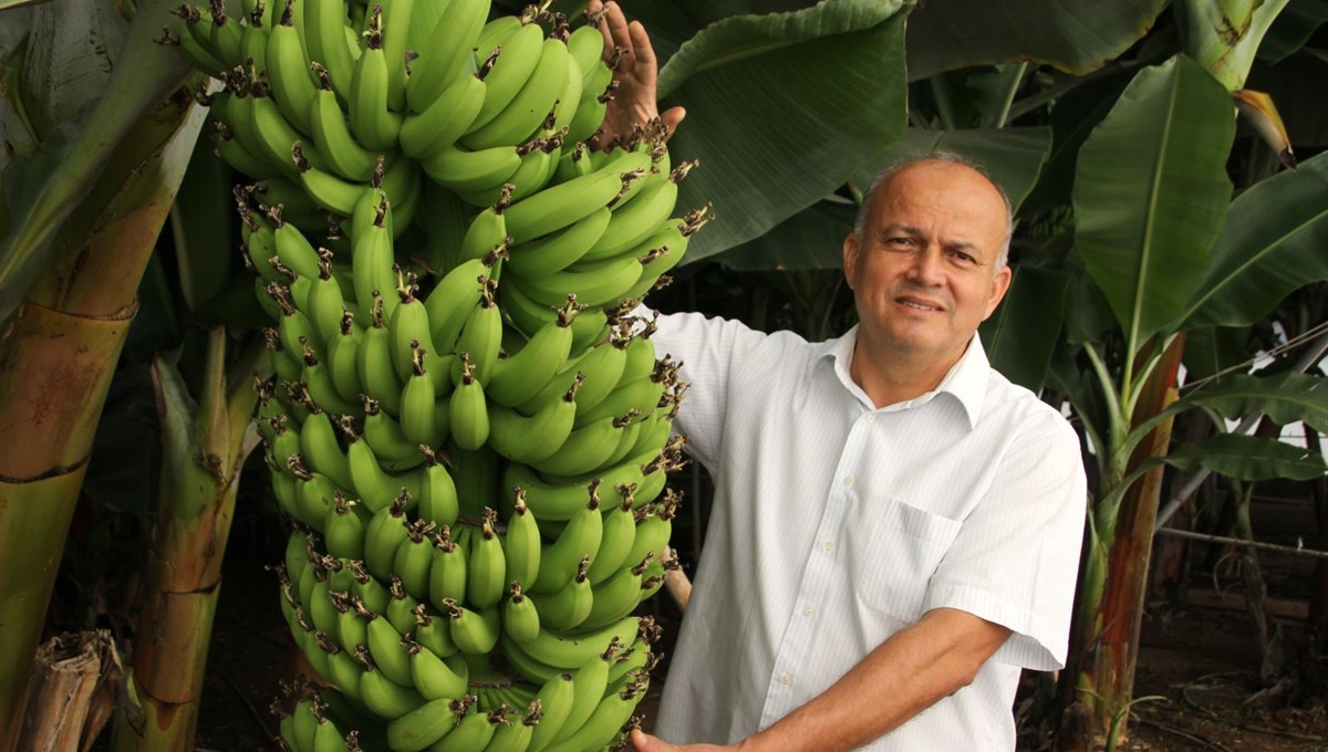 6 muz çeşidi için tescil başvurusu yapıldı