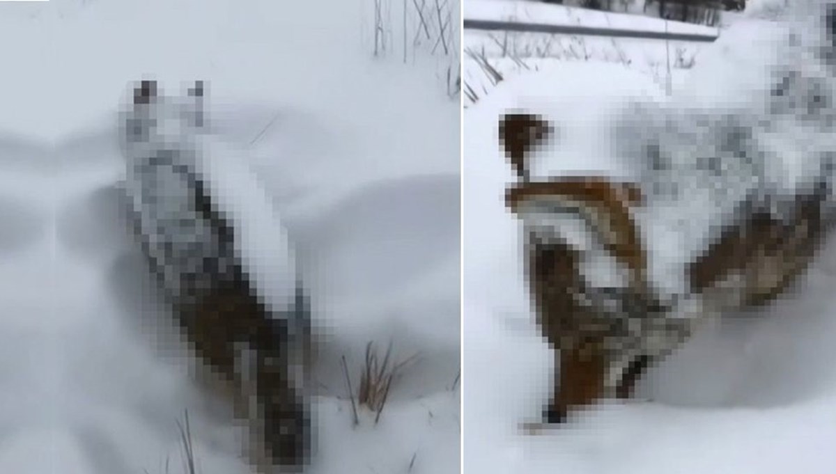 Erzurum'da soğuk hava: Kurt ayakta dondu