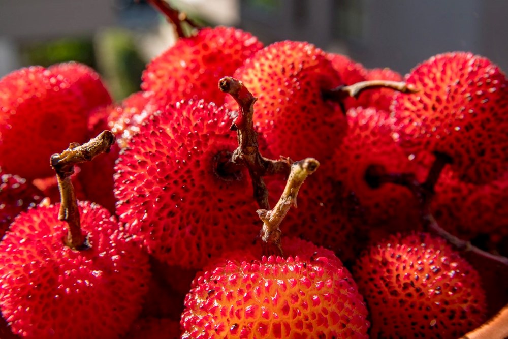 Meyve çekirdeklerini yemek gerçek mu? Sandığınız üzere inançlı olmayabilir 74 xFZG 6UpcESRV4N V0lvg