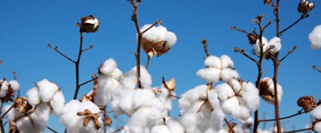 Органический хлопок. Хлопчатник перуанский. Хлопок фон. Хлопок. Тонковолокнистый хлопчатник.