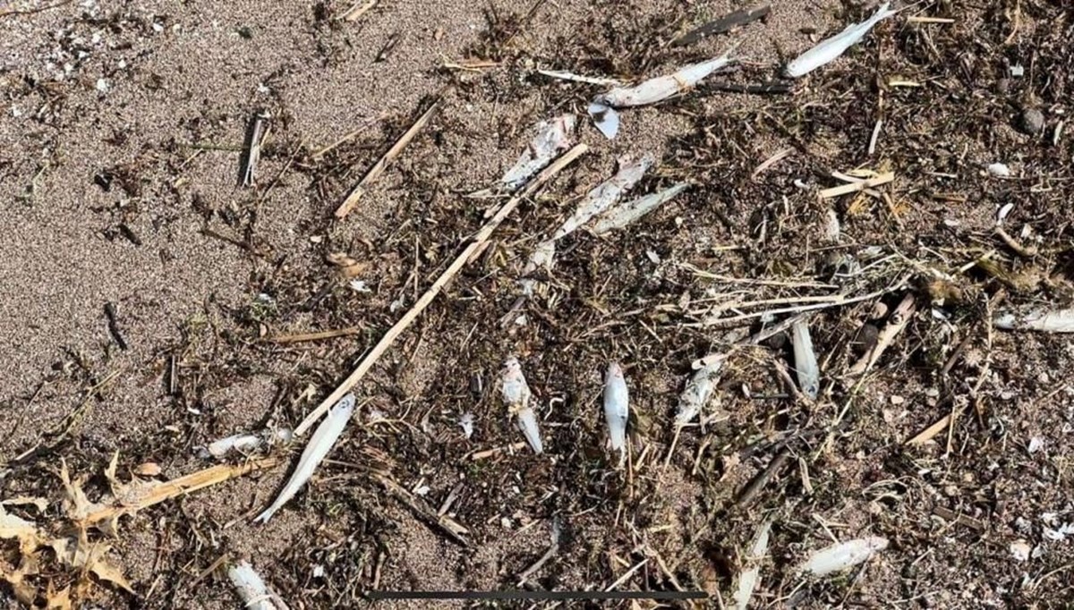 Keban Baraj Gölü’nde binlerce ölü balık kıyıya vurdu