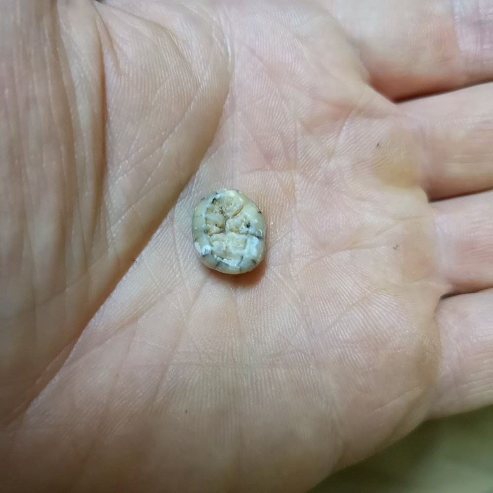 130 bin yıl önce yaşayan Denisovalı bir çocuğa ait diş bulundu: İnsanların antik kuzenlerine ait bilinmeyenler ortaya çıktı - 2
