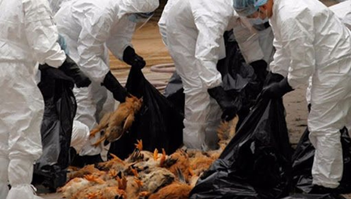Bilim insanlarından daha ölümcül pandemi uyarısı: En az sekiz kuş gribi türü dünyada dolaşıyor