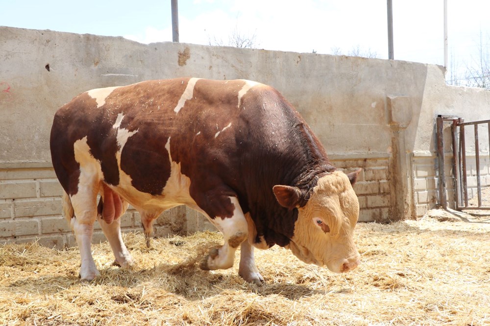 Şampiyon boğa 'Poyraz', 540 bin TL'ye alıcısını buldu: 1,5 ton ağırlığında - 3
