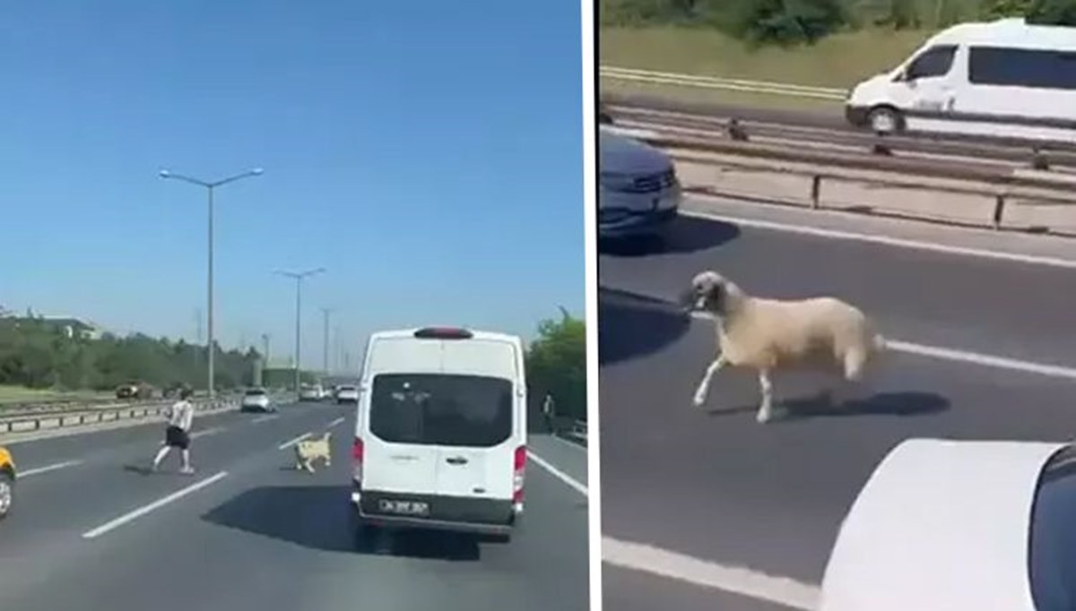 İstanbul'da kaçan koyun alarmı!