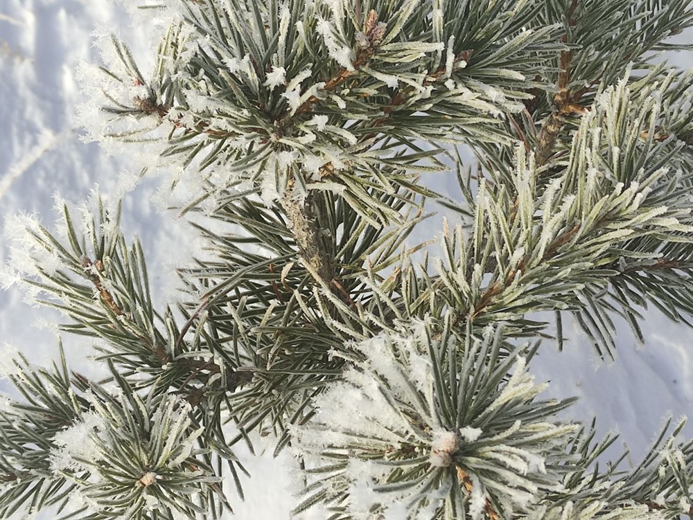 En soğuk geceyi yaşadılar: Bir ilçe eksi 32,3 dereceyi gördü - 4