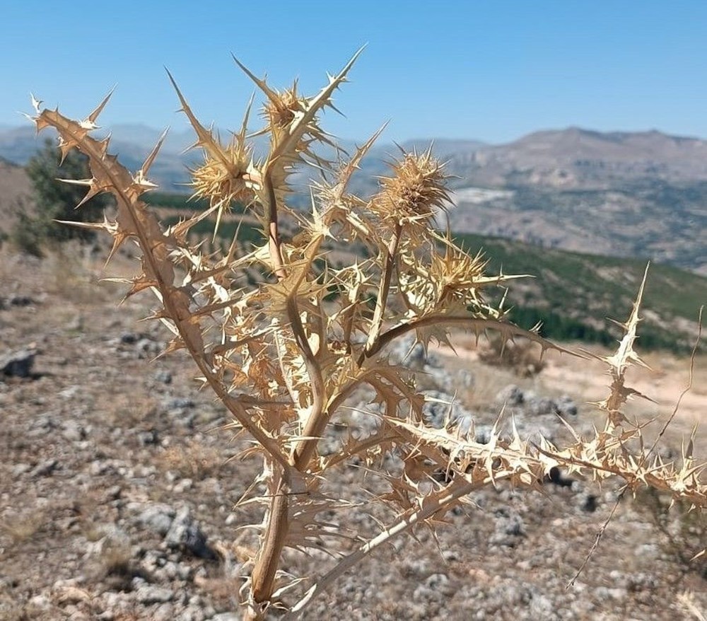Altınla yarışıyor, kilosu 10 bin TL: Doğada kendiliğinden yetişiyor - 4