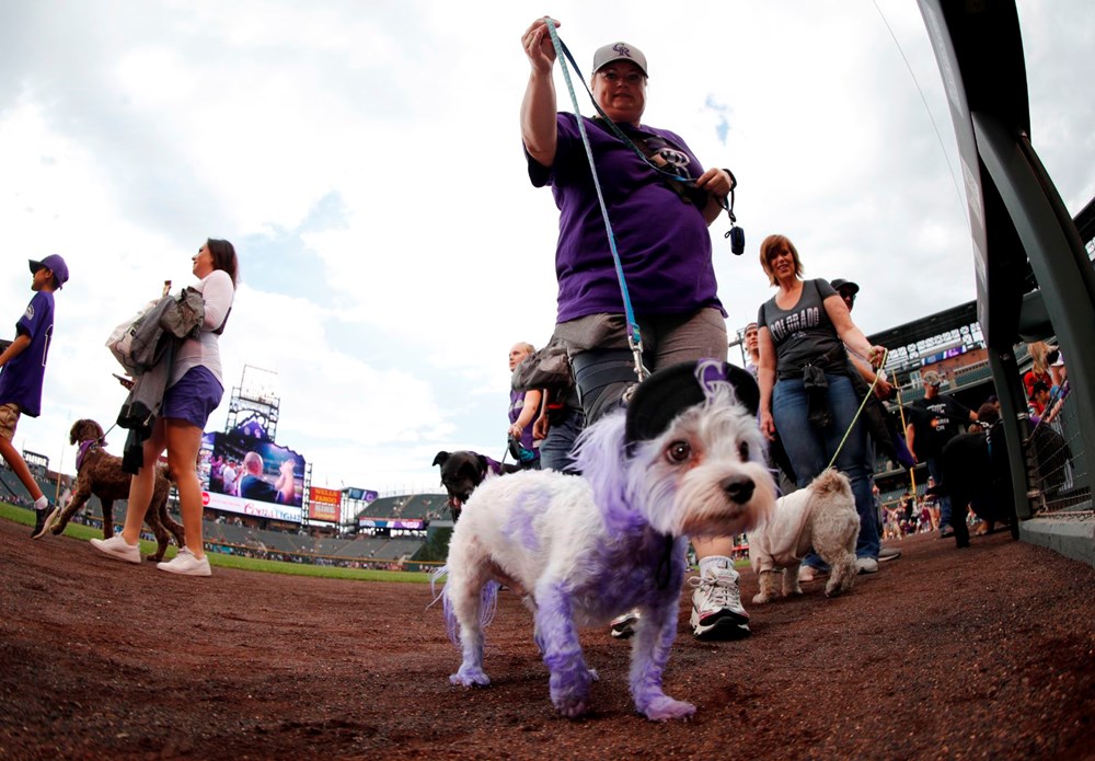 ABD'de en iyi kostümlü köpek yarışması düzenlendi - 3