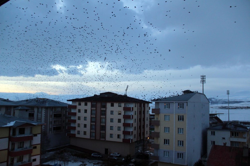 Şehir merkezini kargalar sardı (Korku filmi gibi) - 8