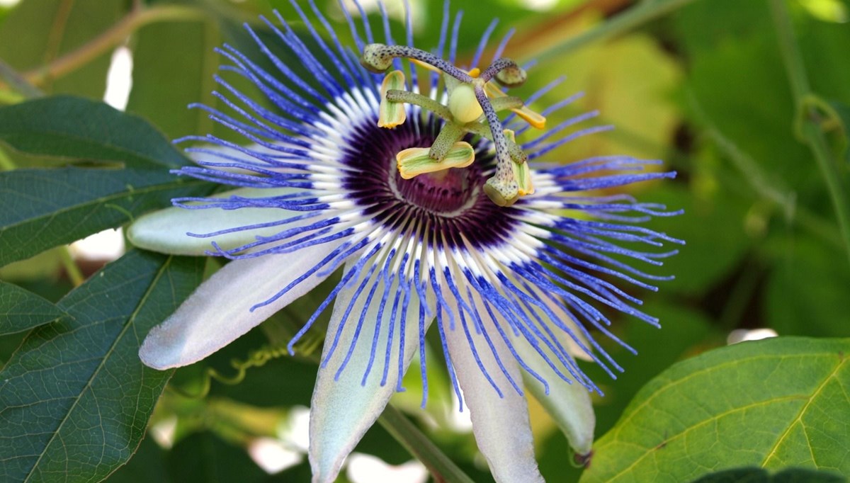 Passiflora (çarkıfelek bitkisi) nedir, nerelerde kullanılır? Passiflora (çarkıfelek bitkisi) nedir, nerelerde kullanılır?