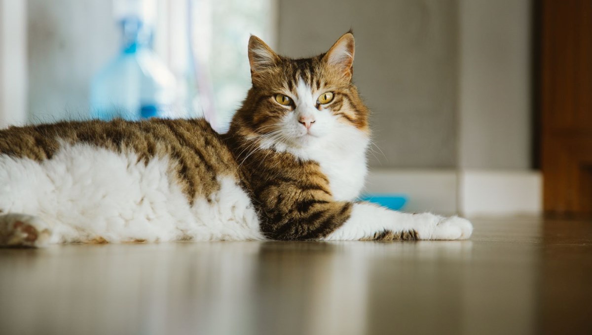 NASA, 31 milyon kilometre uzaklıktan Dünya'ya kedi videosu gönderdi NASA, 31 milyon kilometre uzaklıktan Dünya'ya kedi videosu gönderdi