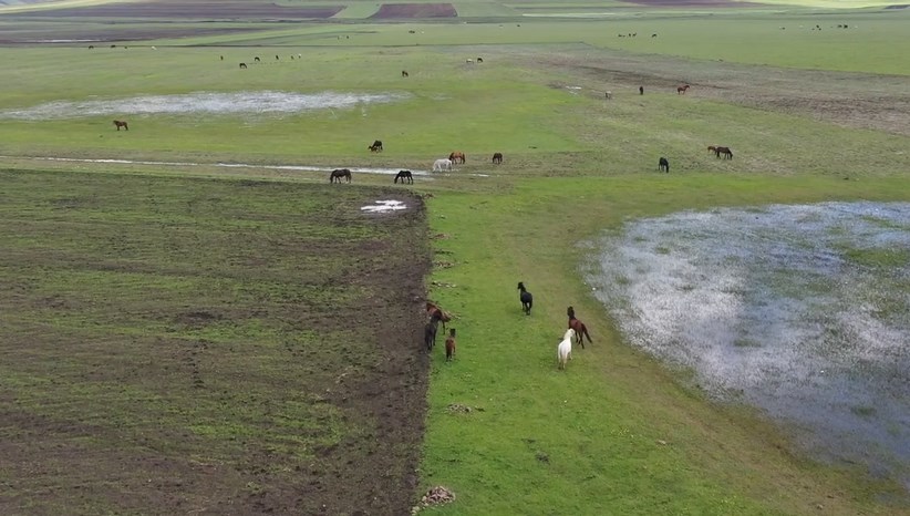 Kars'ın yeşeren doğasında yılkı atları görüntülendi