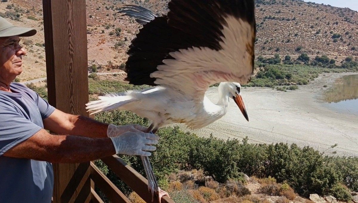 Kurtarılan leylek ve flamingo Bafa Gölü'ne bırakıldı