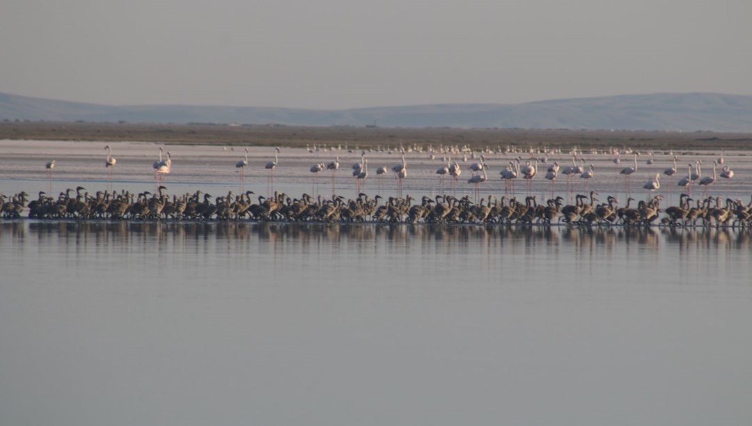 Flamingo cennetini de kuraklık vurdu: Bu yıl yavru sayısında düşüş