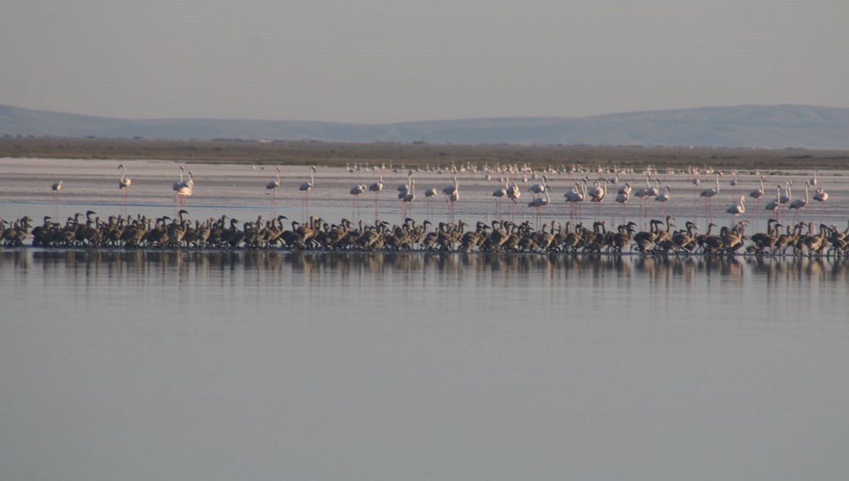 Flamingo cennetini de kuraklık vurdu: Bu yıl yavru sayısında düşüş