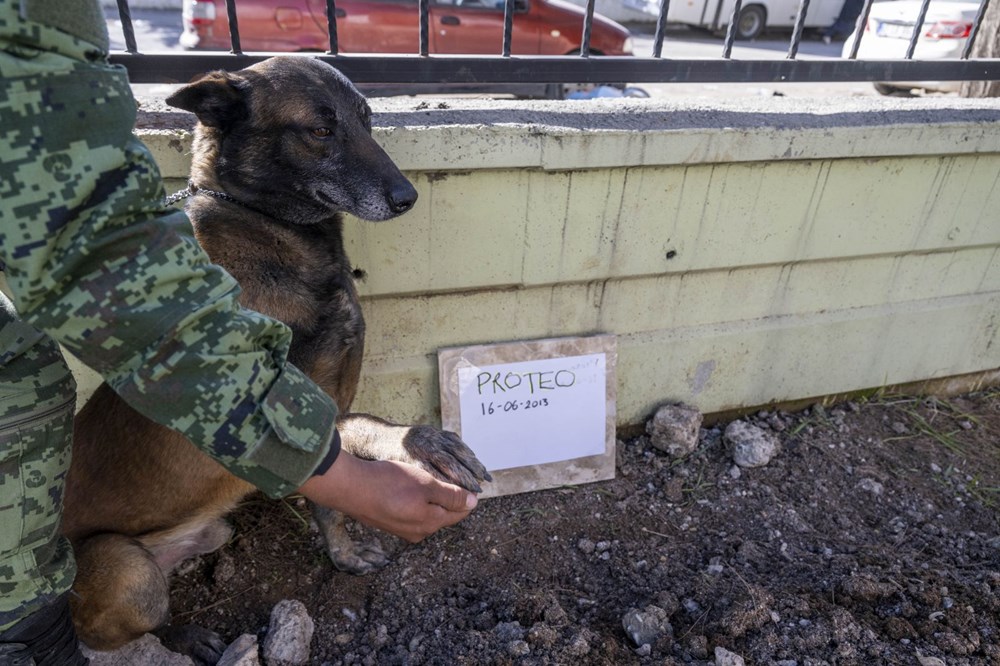 Meksika'nın arama kurtarma köpeği Proteo'ya Adıyaman'da hüzünlü veda: 3 kişinin enkazdan çıkmasını sağladı - 8