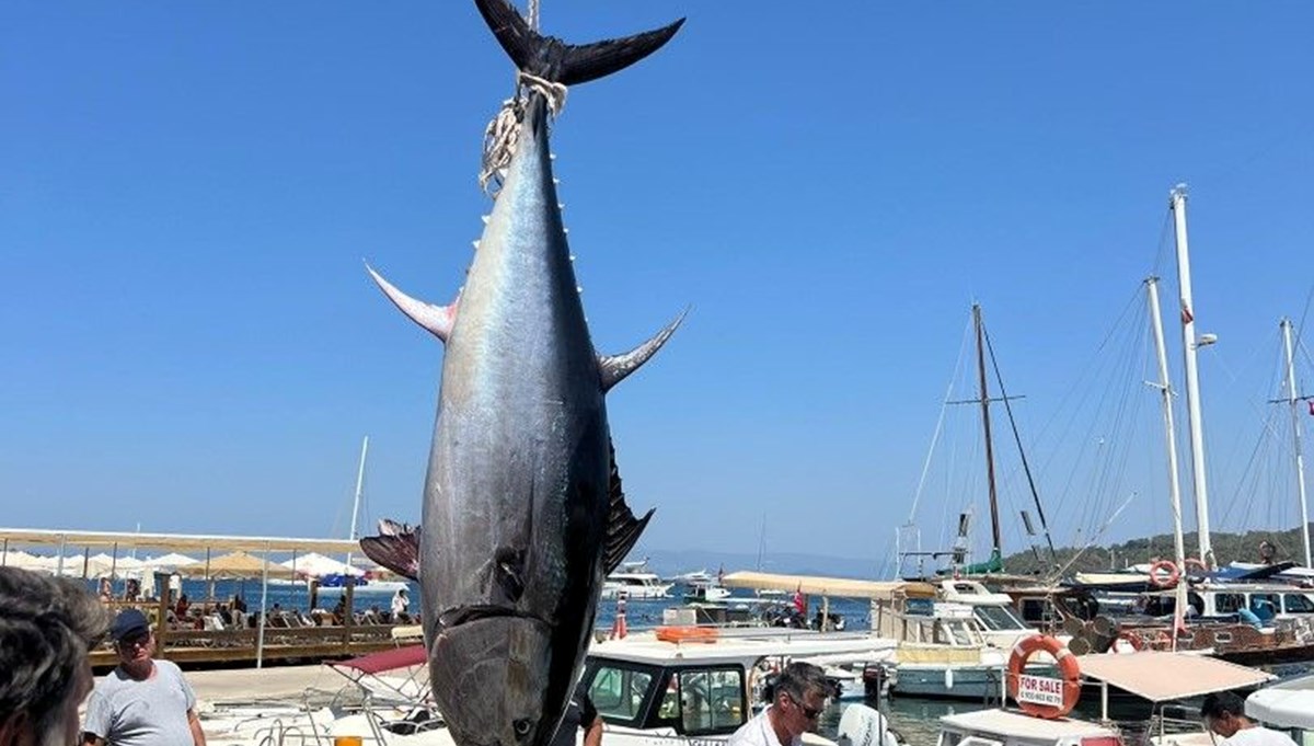 Bodrum'da amatör balıkçılar 376 kiloluk dev orkinos yakaladı