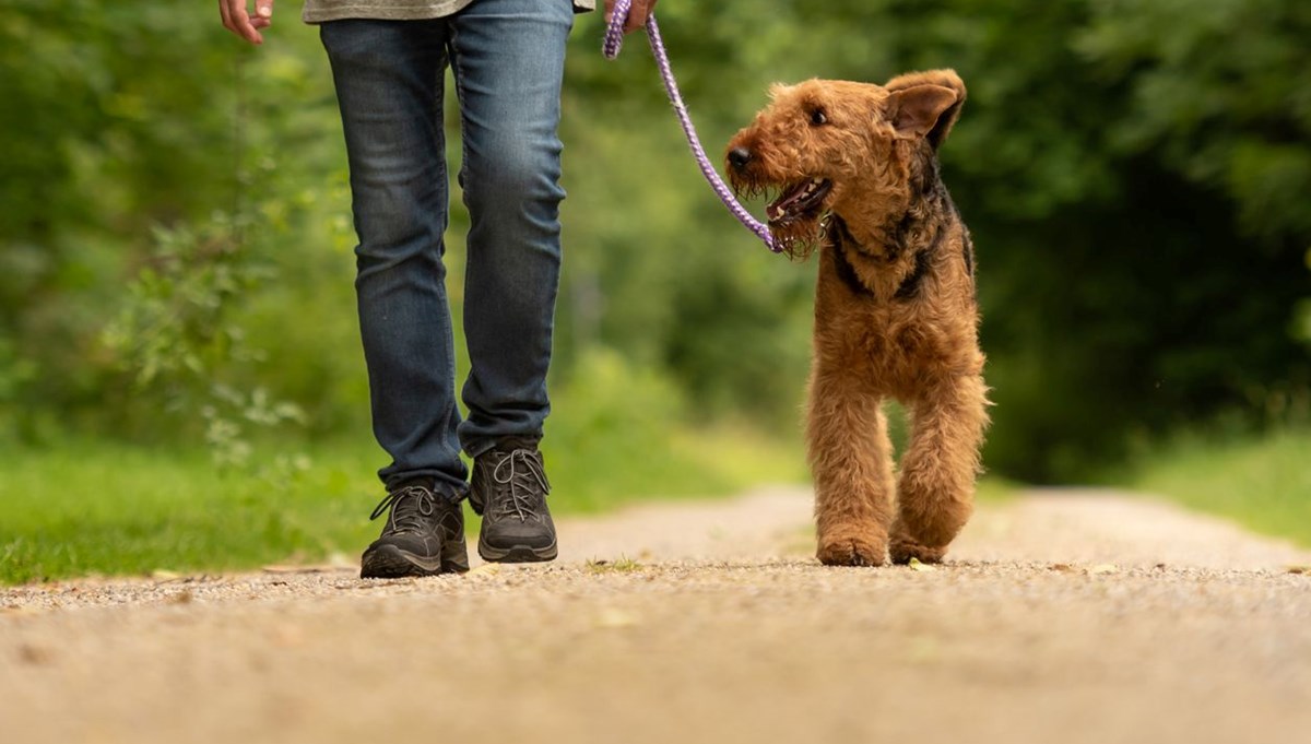 Araştırma: Köpek dışkısı doğaya endüstriyel kirlilik kadar zarar veriyor