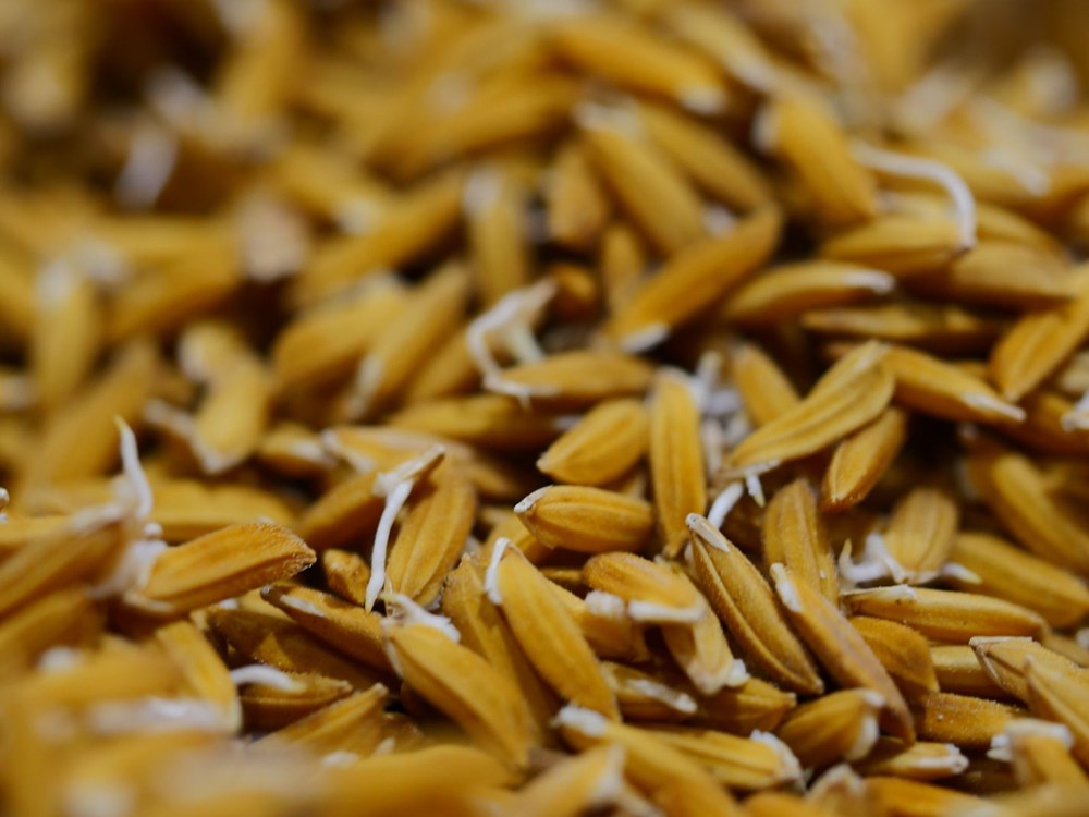 Dünyadaki bitkilerin beşte ikisi yok olma tehlikesiyle karşı karşıya - 7