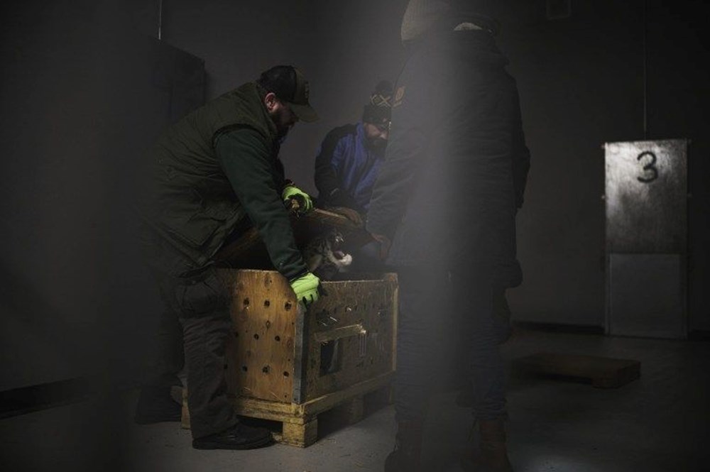 2023 Yılı Vahşi Yaşam Fotoğrafçıları yarışmasının finalistleri belli oldu - 12