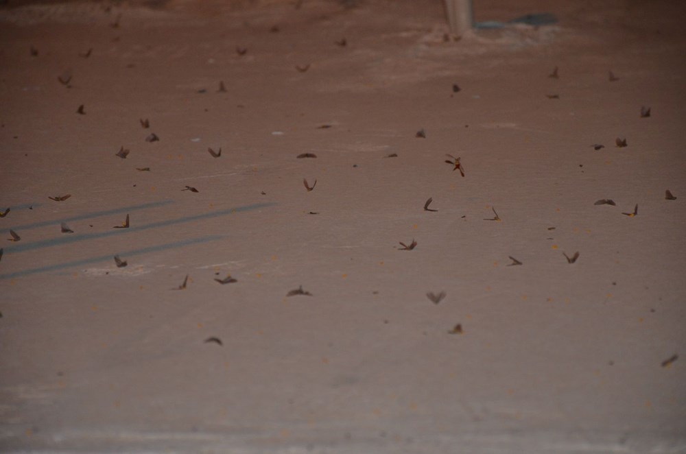 Şırnak’ta böcek istilası: Vatandaşlar gece dışarı çıkamadı - 8
