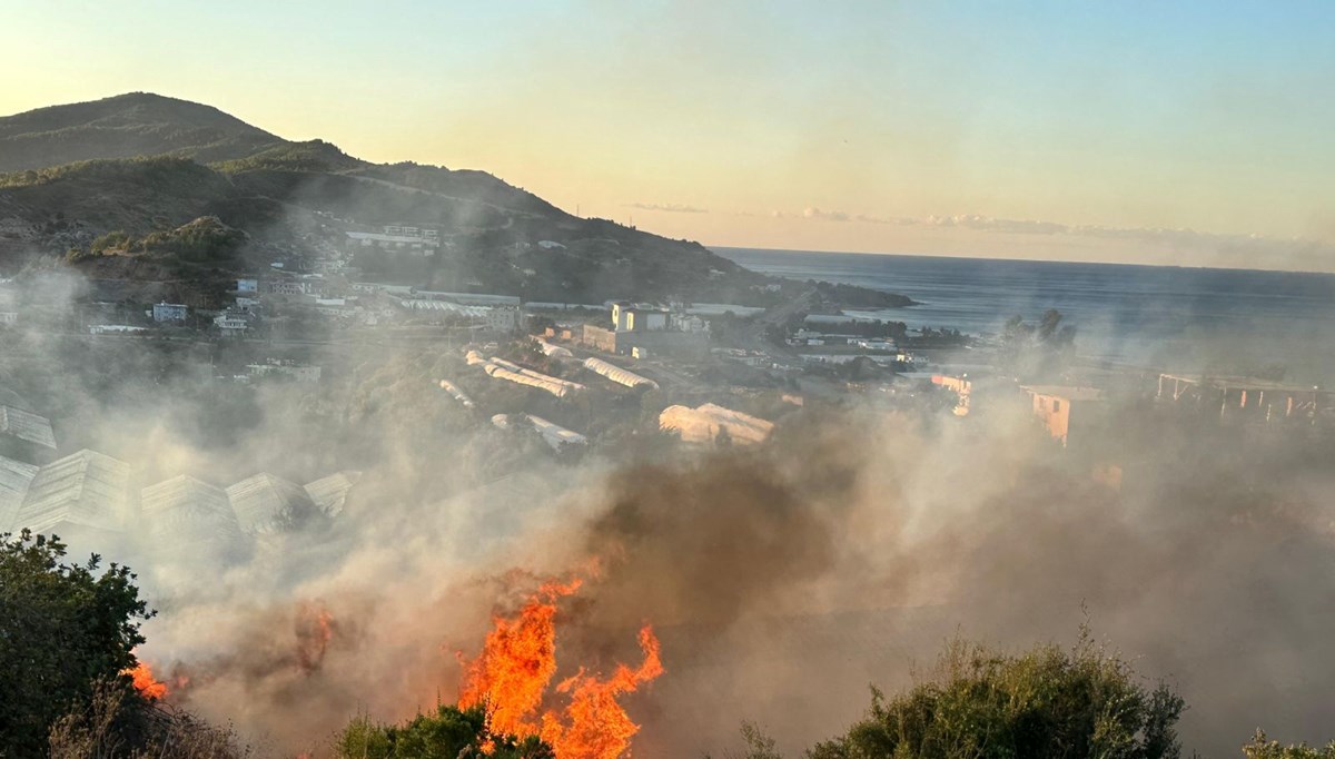 Alanya'da avokado bahçesinde yangın: 60 ağaç kül oldu