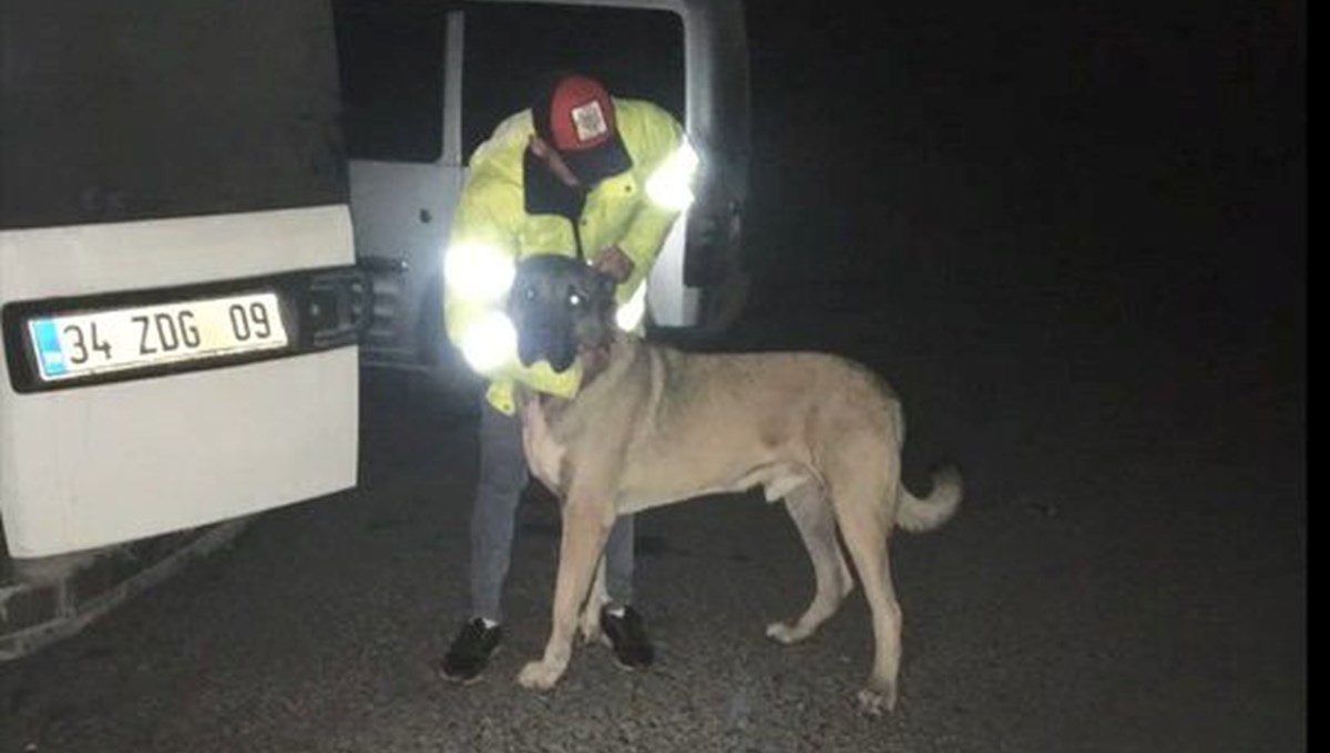 Sarıyer'de köpek dövüşüne 25 gözaltı