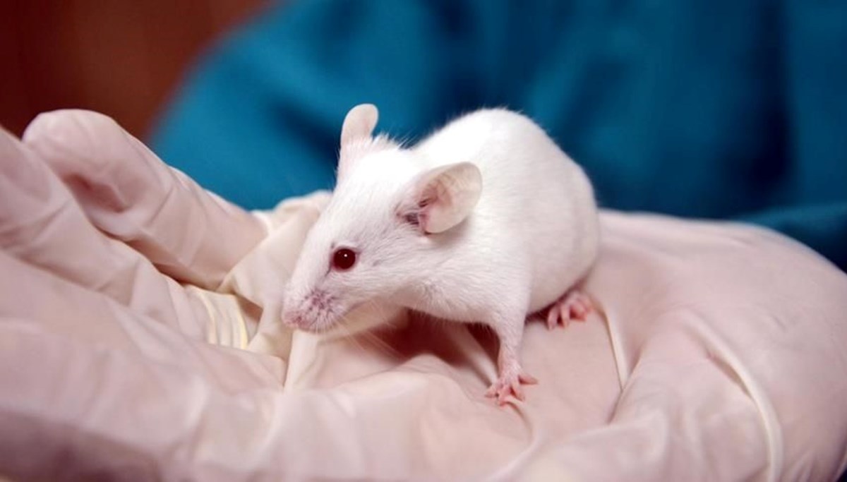 Omurilik sıvısı transferiyle yaşlı farelerin hafızası gelişti