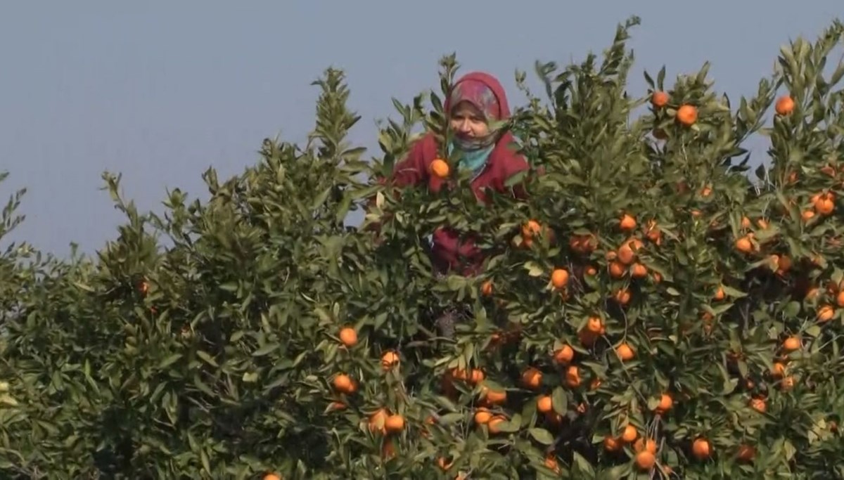 Kısıtlamada ''turuncu altın'' hasadı