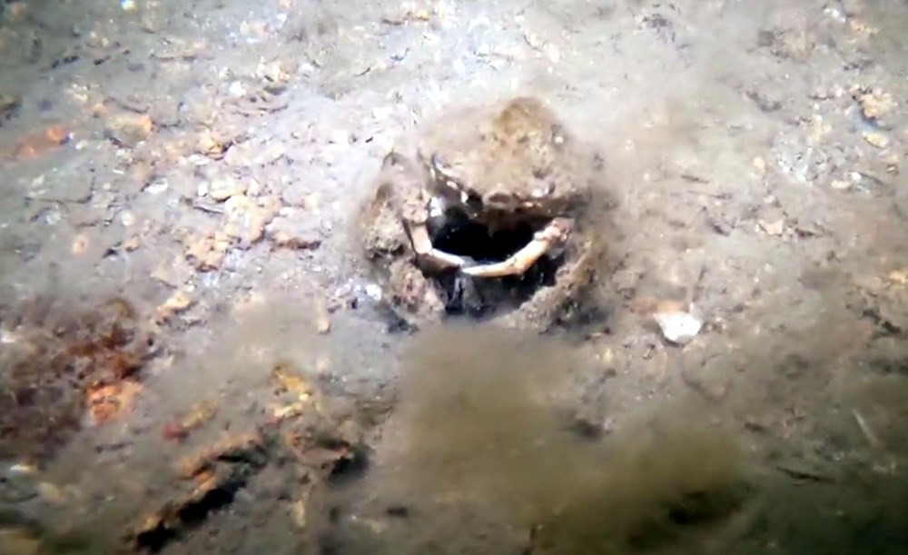 Marmara Alarm Veriyor: Müsilaj Tehlikesi Büyüyor 75 xWqjPaeMTkC yk3nND v0A