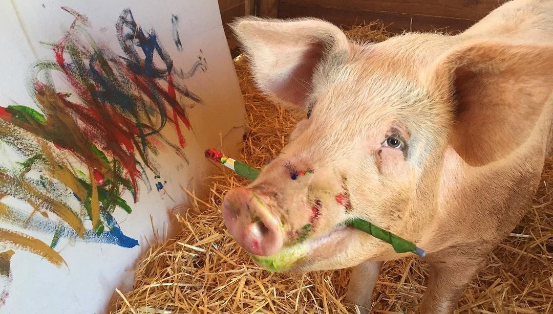 Ressam domuz "Pigcasso" hayatını kaybetti