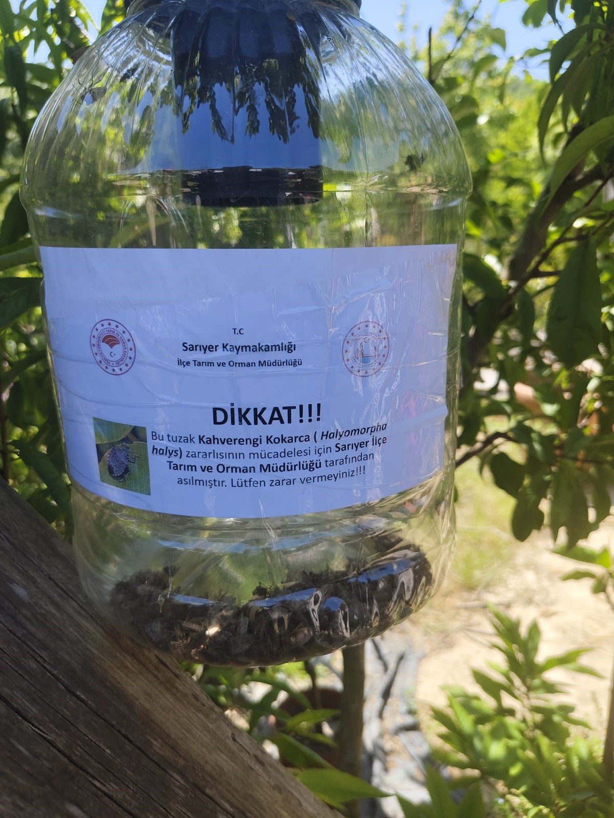 Yetkililer kahverengi kokarca ile mücadelede kış aylarının kritik önem taşıdığına dikkat çekiyor.