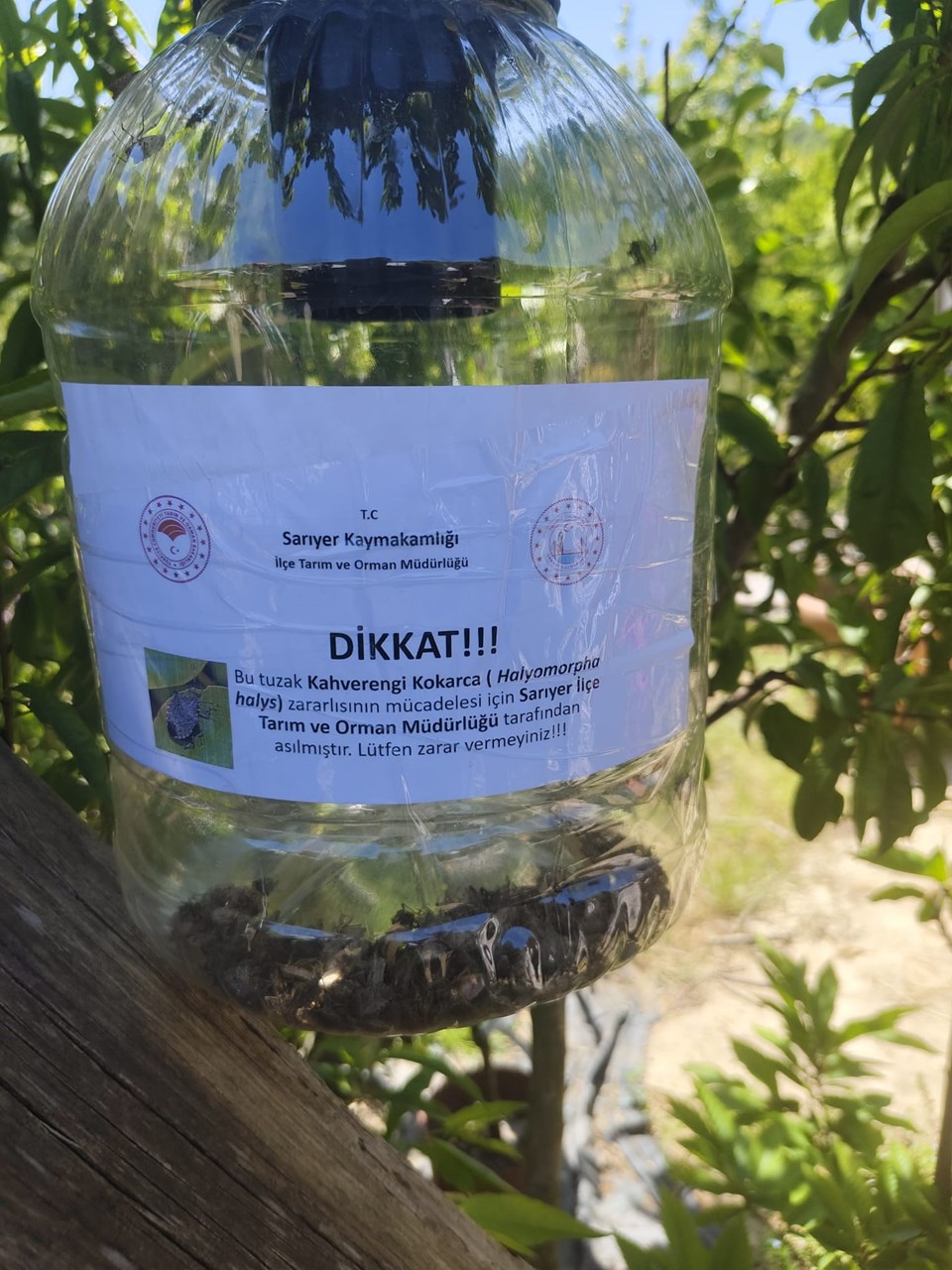 İstanbul'da yayılmaya başladı, yetkililer harekete geçti: 10 bin arı doğaya salındı - 1